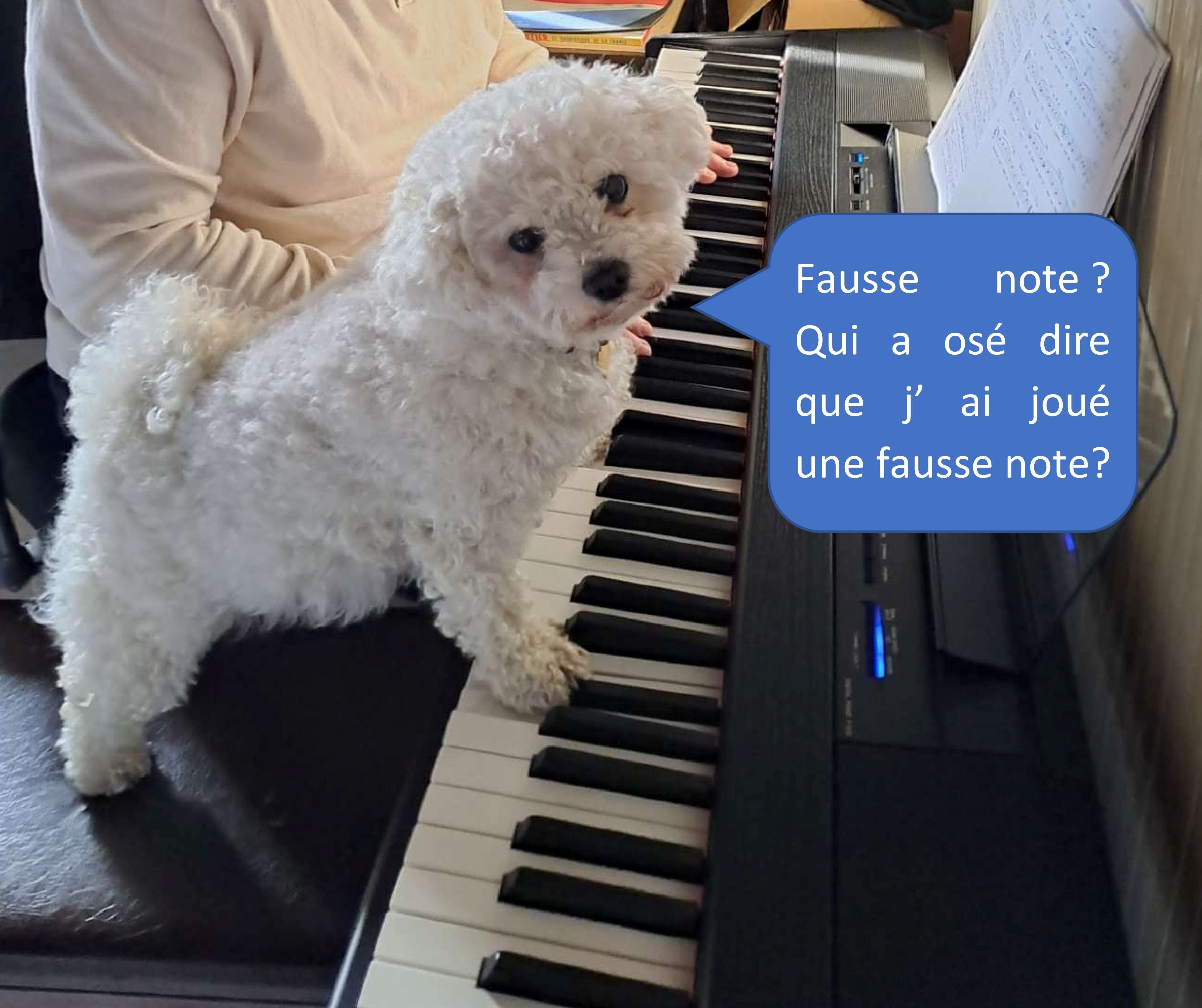 Photo qui a du chien